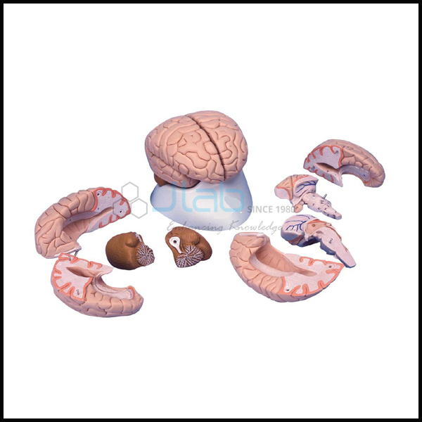 Brain Model Set of 8 Parts