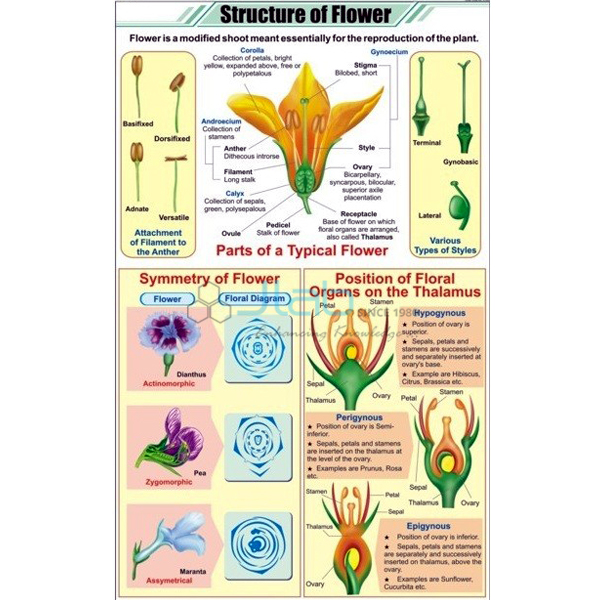 Structure of Flower Chart