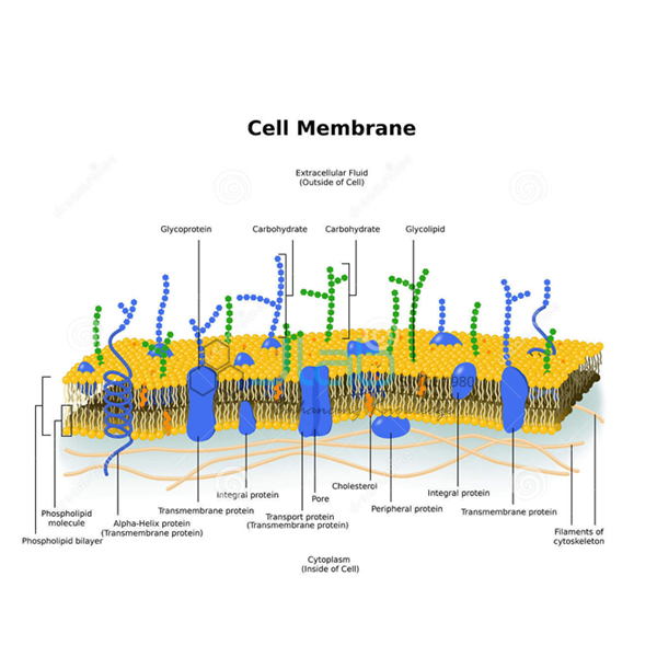 Cell Membrane Transport Model