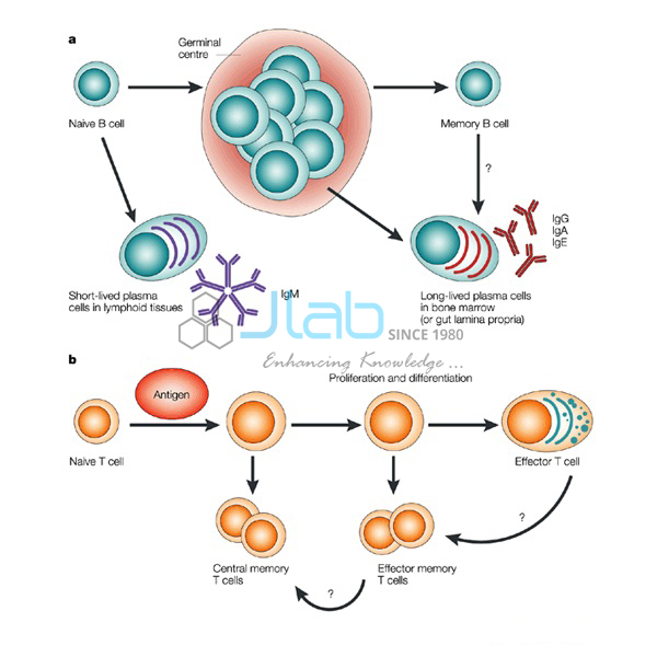 Mechanisms and Functions Model