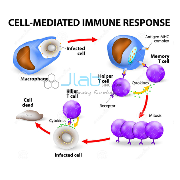 Cell Mediated Immune Response Model