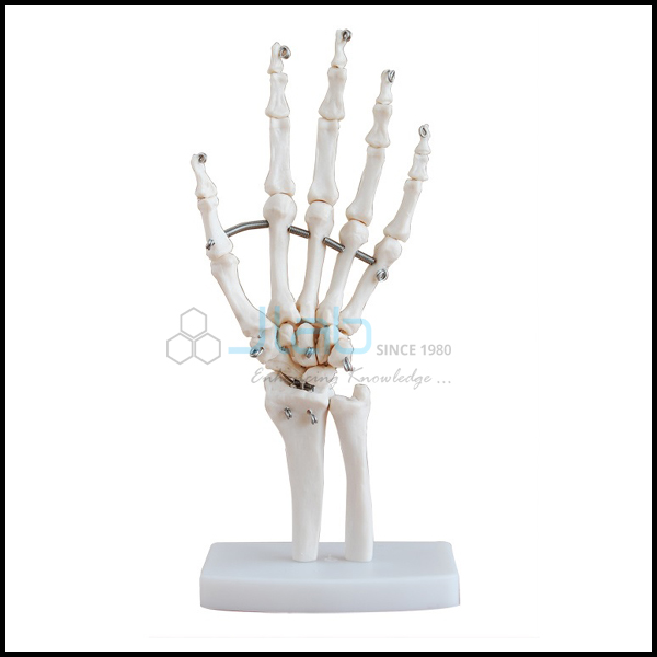 Hand Joint Model