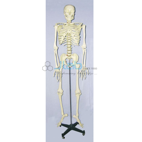 Skeleton Model with frame, Life Size