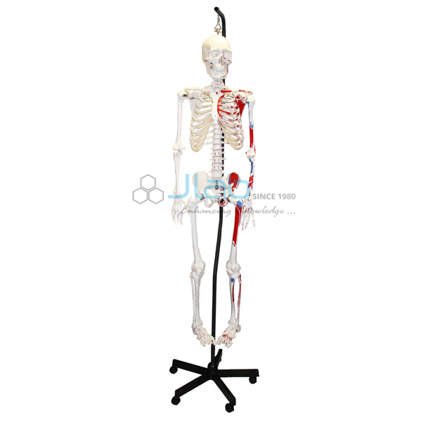 Human Skeleton Hanging Muscle and Thick Zip Dust Cover