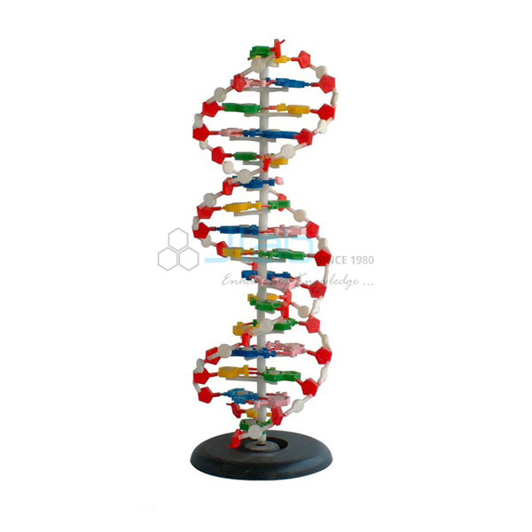 Human DNA Structure Model