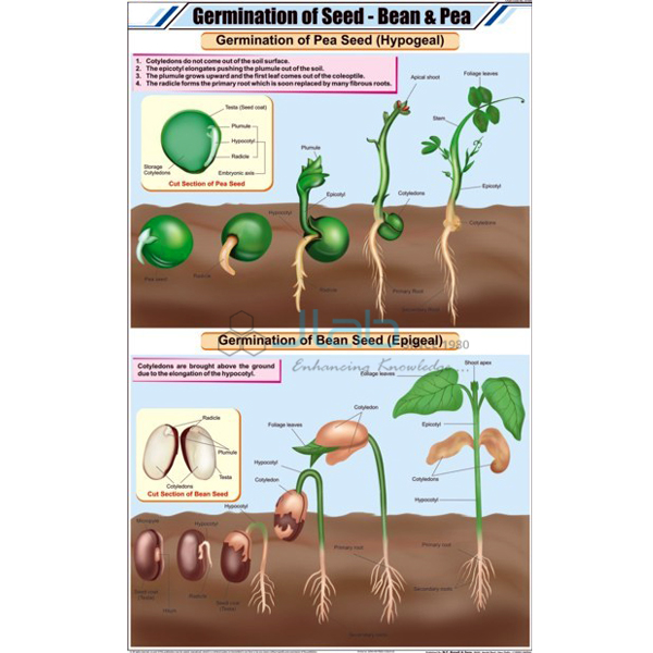 Germination of Seed: Bean & Pea Chart