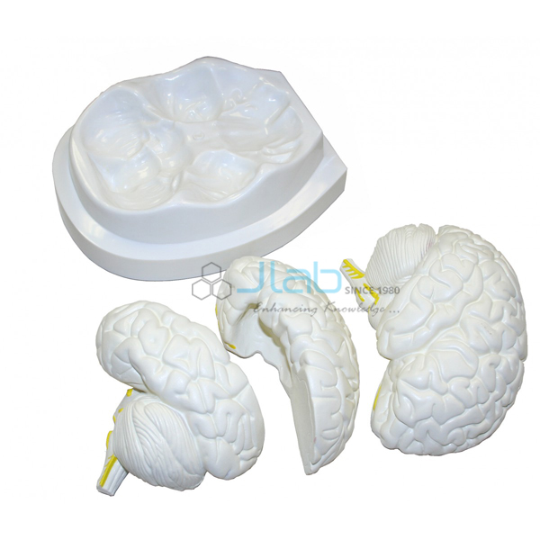 Life Size Brain Model 3 Part