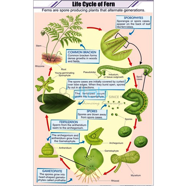 Life Cycle of Fern Chart