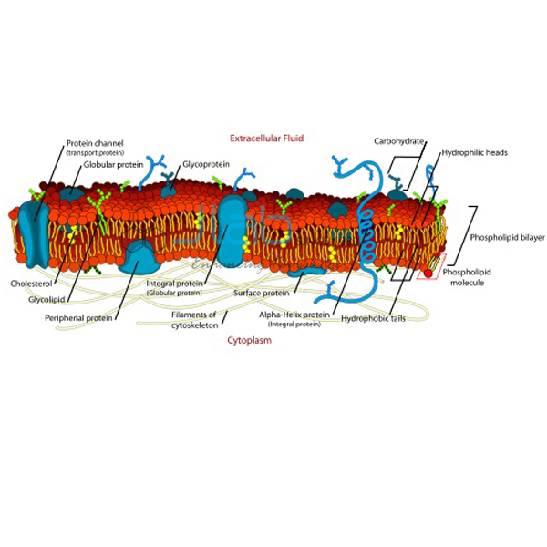 Cell Membrane Model