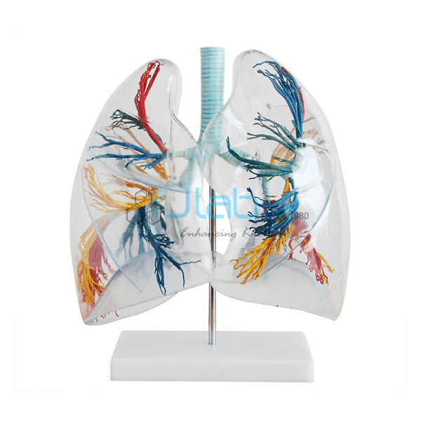 Transparent Lung Segment Model