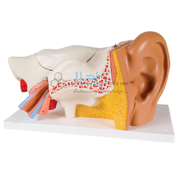 Human Ear Model