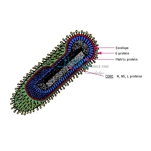 Rhabdo Virus Model