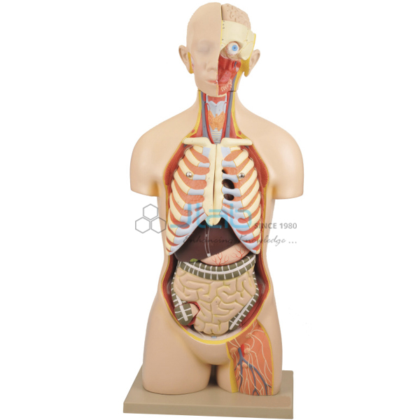 Torso Model with Head