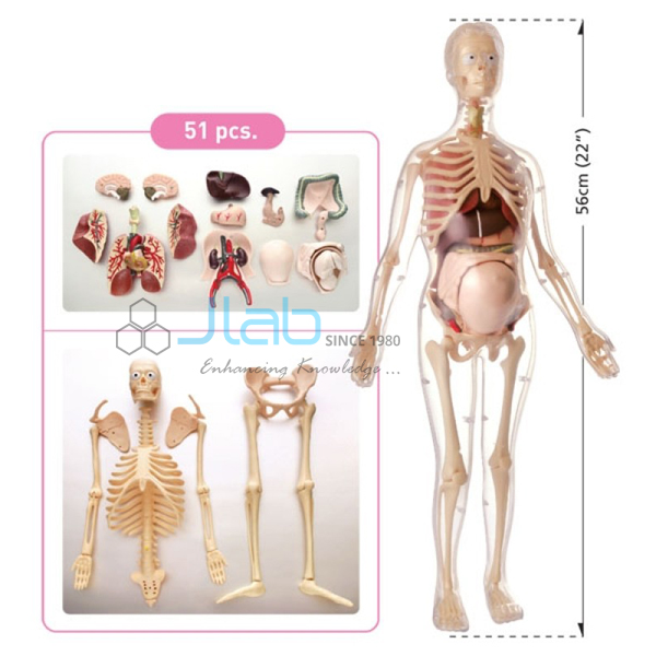 Visible Expectant Mother Anatomy Kit