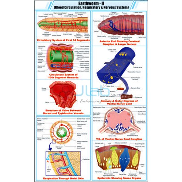 Earthworm - II Blood Circulation, Respiratory and Nervous System Chart