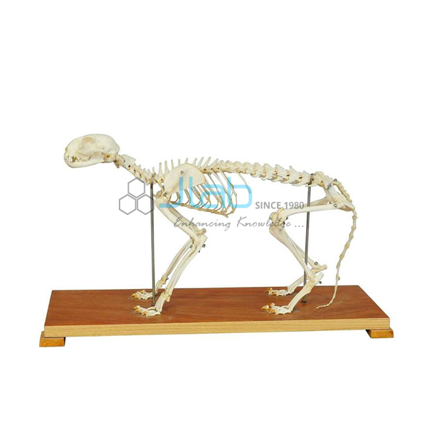 Cat Skeleton Model