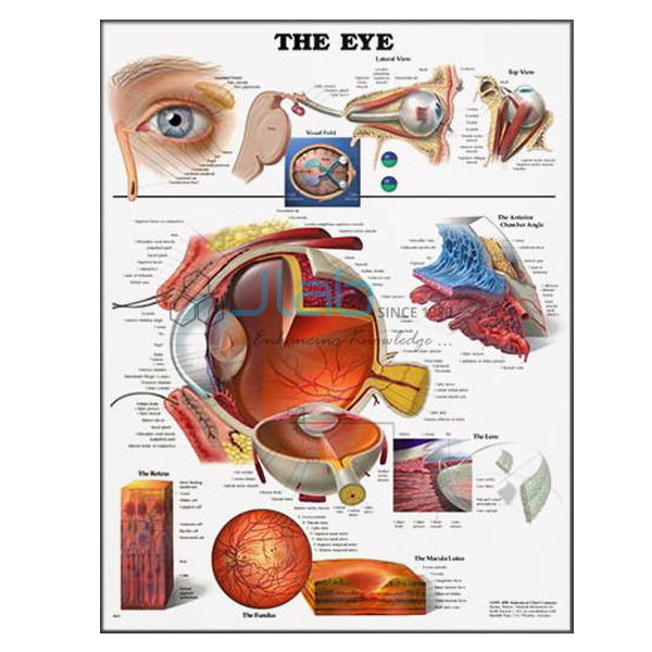 Healthy Eye Chart