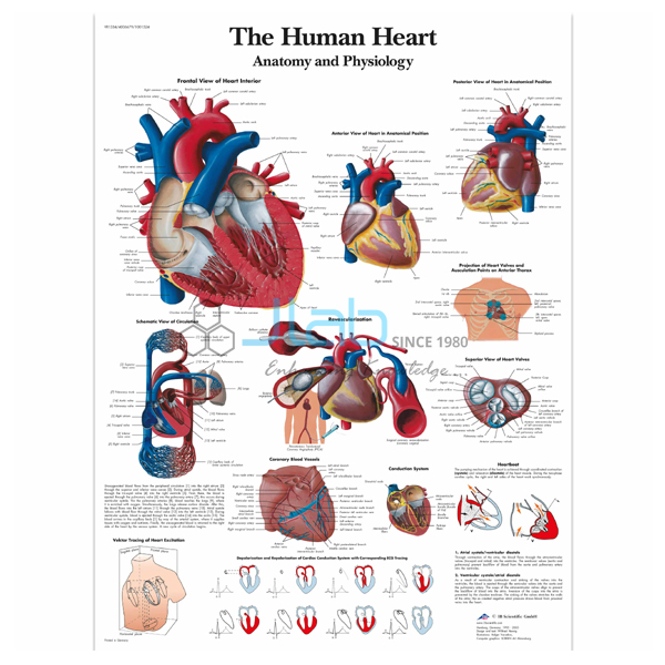 Human Heart Chart