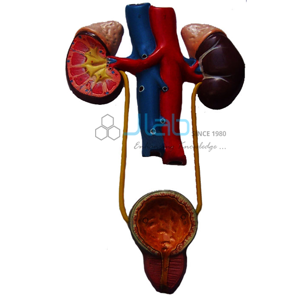 Human Excretory System Model