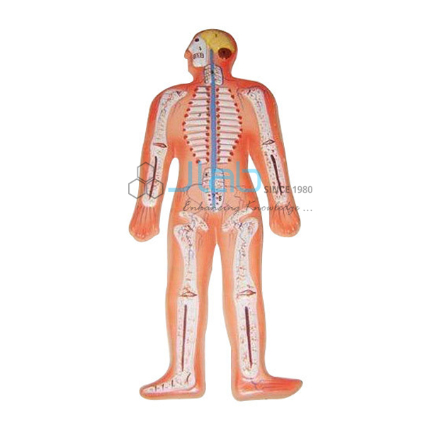 Human Nervous System Model