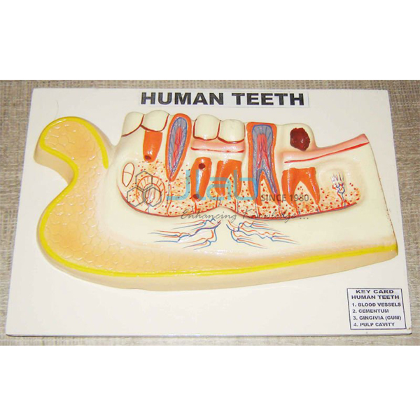 Human Tooth Model