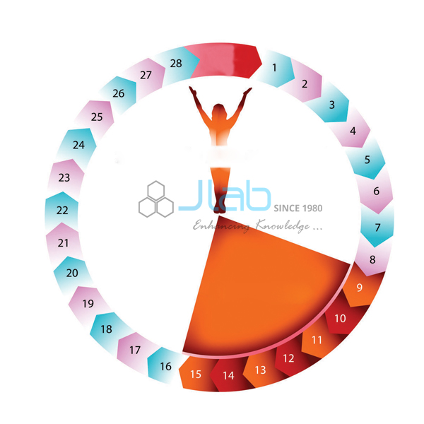 Menstrual Cycle Chart