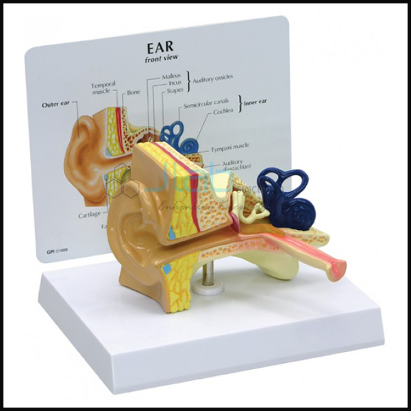 Anatomical Ear Model