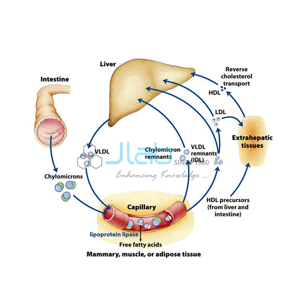 Fat and Steroid Metabolism Model