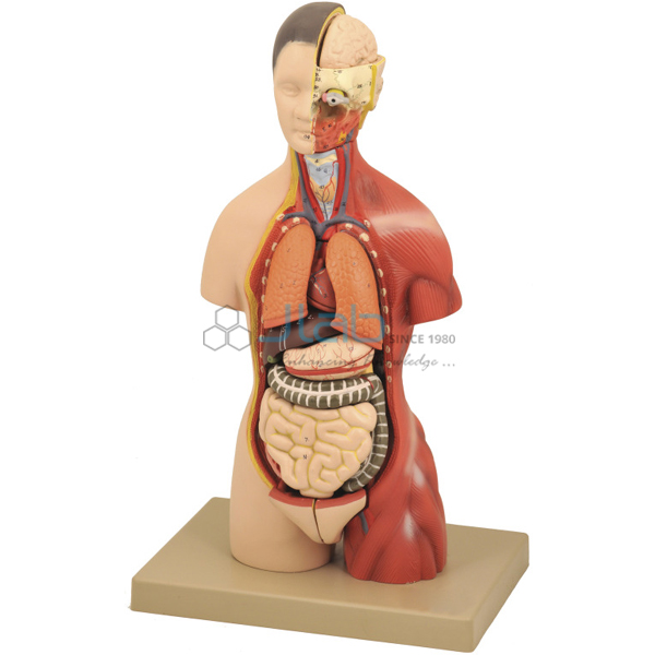 Torso Half Size Model