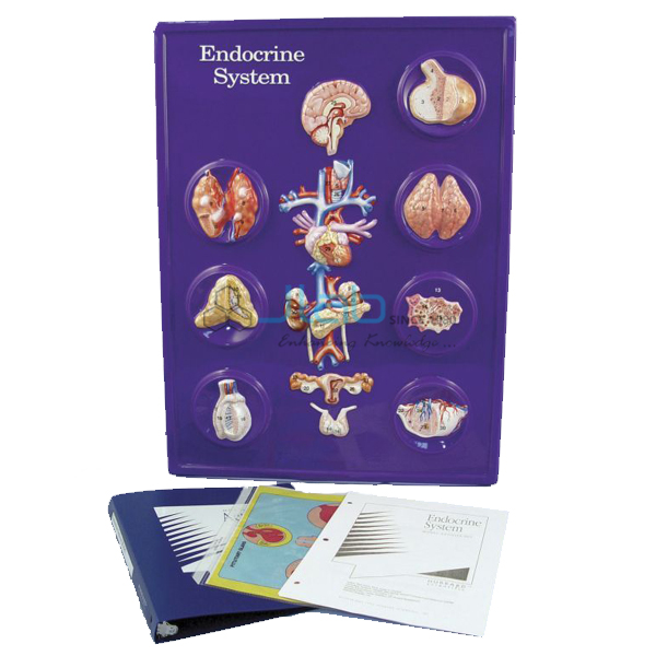 Endocrine System Model