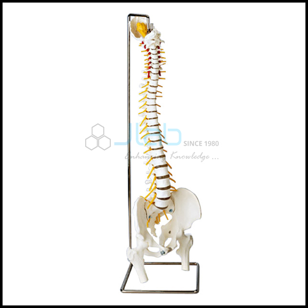 Human Spinal Column Model