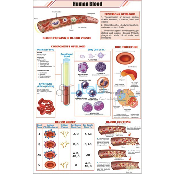 Human Blood Chart