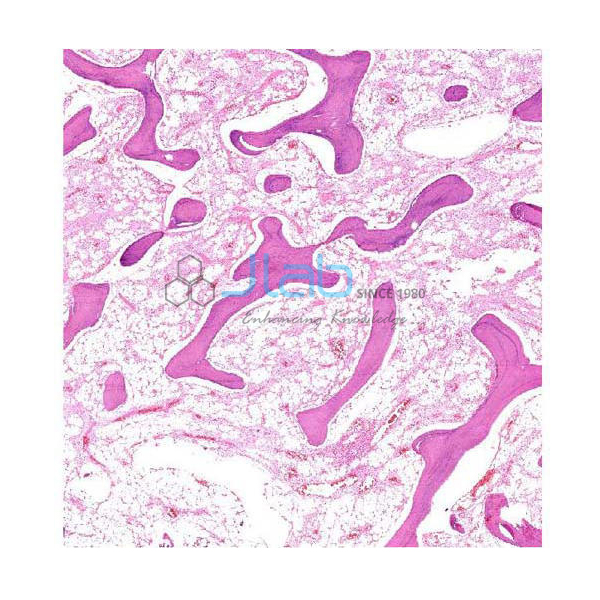 Histology Bone Prepared Slide