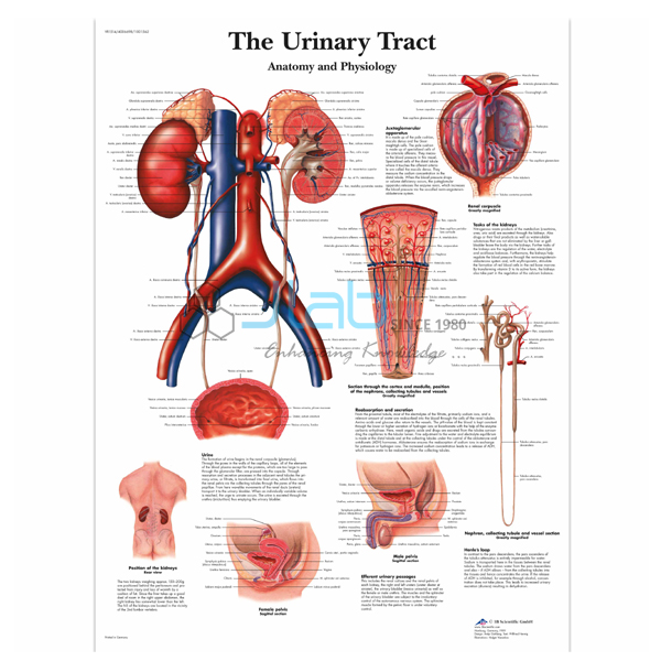 Urinary Tract Chart