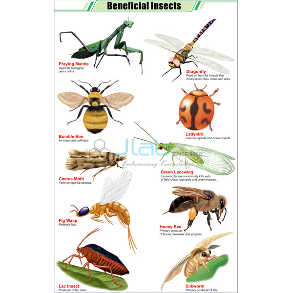 Beneficial Insects Chart