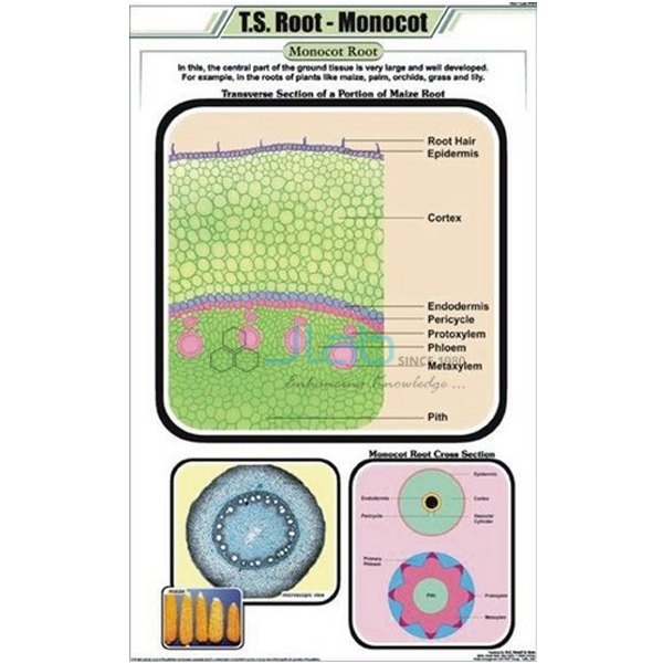 T.S. Root - Monocot Chart