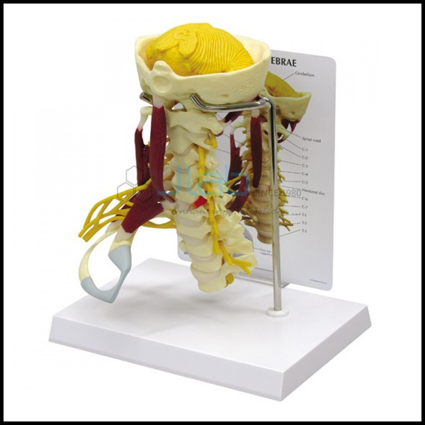 Cervical Spine Model