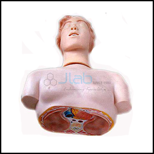 Basic CPR Manikin Half Body With Monitor