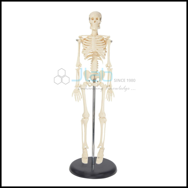 Mini Skeleton Model