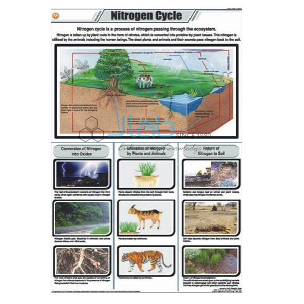 Chart On Nitrogen Cycle