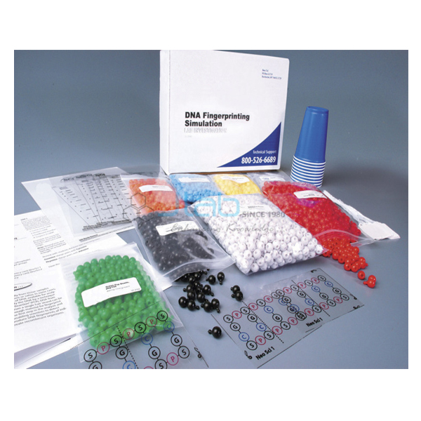 DNA Fingerprinting Simulation