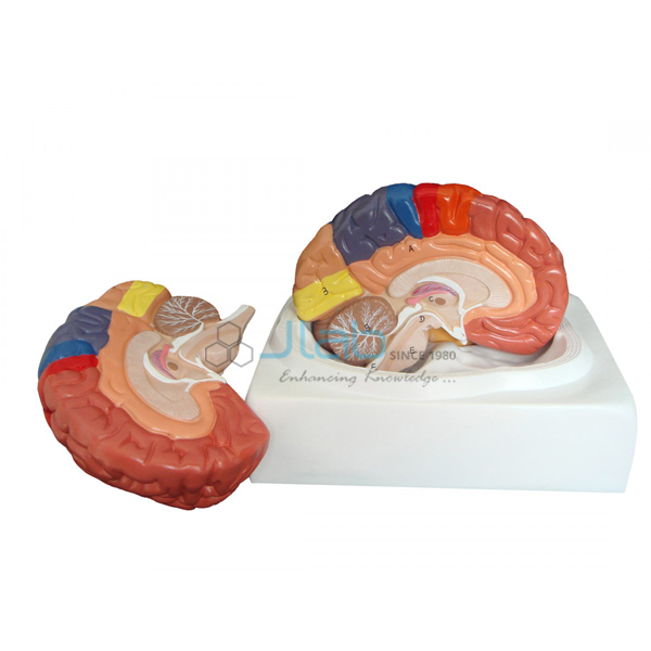 Regional Brain Model