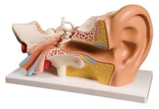 Ear Model , 6 Part (Dissectible)