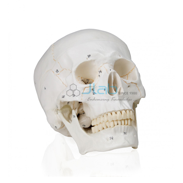 Numbered Human Skull