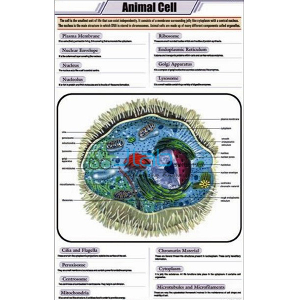 Animal Cell Chart