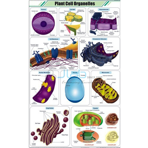 Plant Cell Organelles Chart