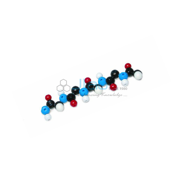 Polypeptide Molecular Model Kit