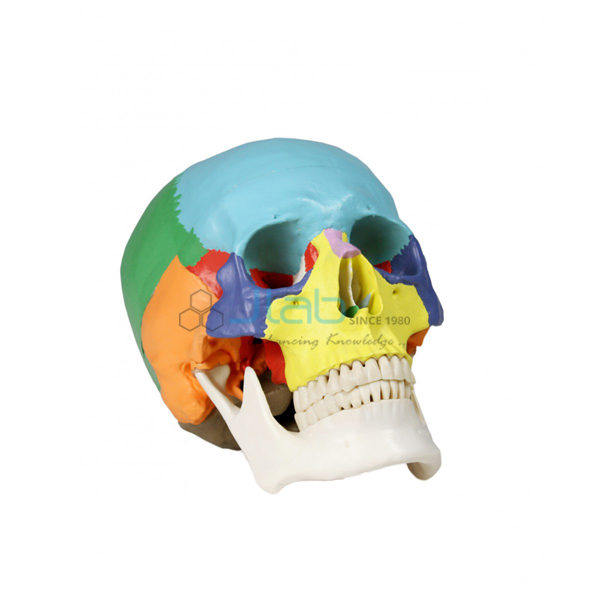 Colored Human Skull