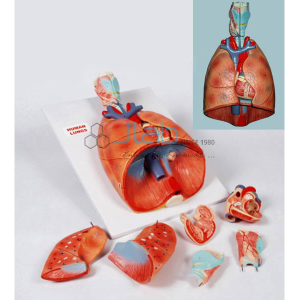 Heart and Lungs Model