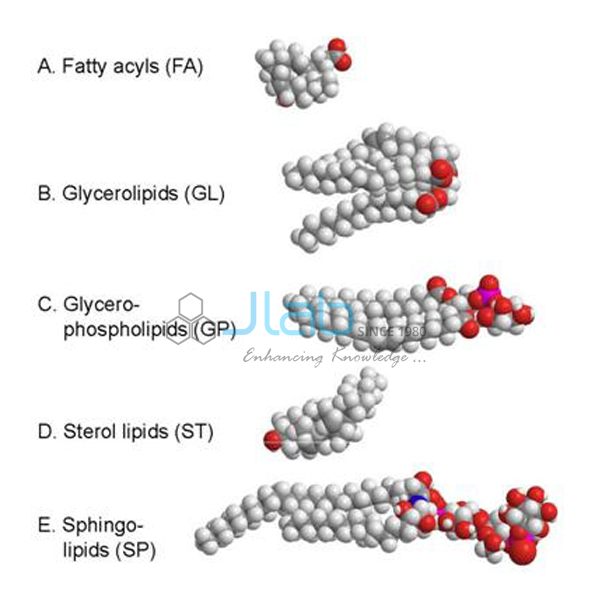 Functions of Lipids Model